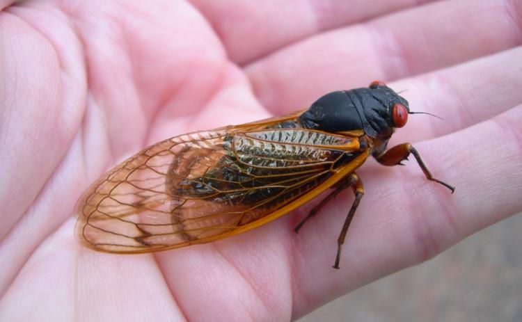 Periodic cicada.